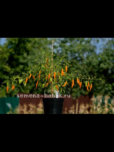 Перец острый Onza Amarillo, 10 шт