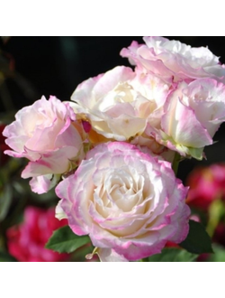 Серафим (Seraphim)