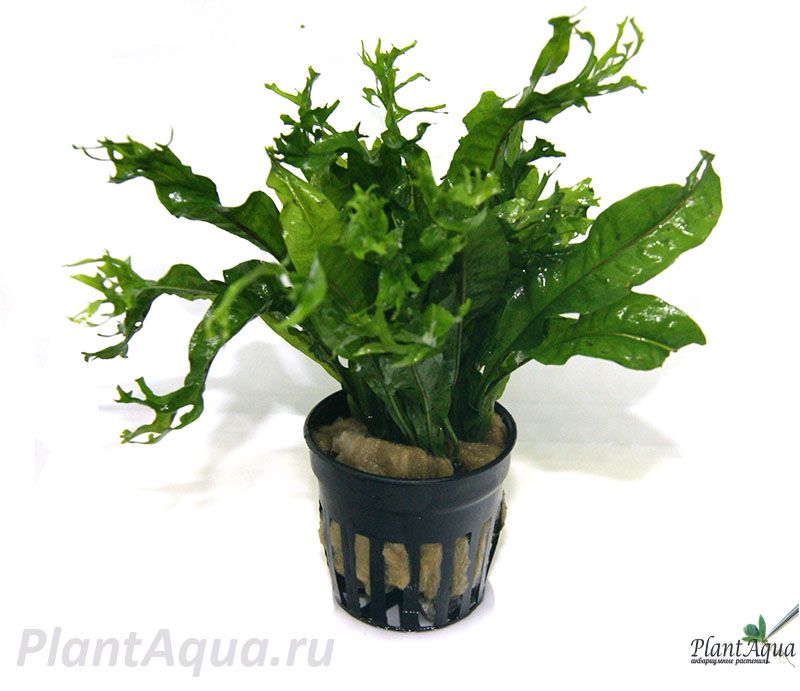 Мхи, папоротники - Папоротник тайландский ''Windelov''