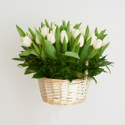 51 белый тюльпан в корзине