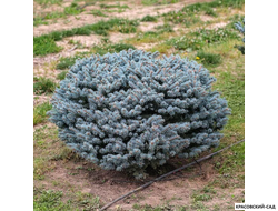 Ниваки - Бонсай садовый Ель Глаука Глобоза - Glauca Globosa