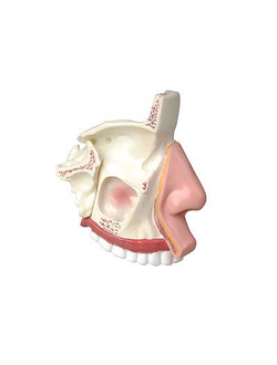 Модель носа в разрезе