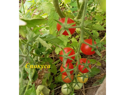 Томат черри Спокуса (Spocusa). Польша