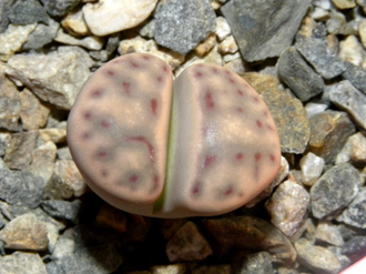 Lithops dinteri ssp.multipunctata  - 10 семян