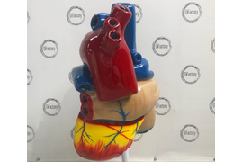 Макет сердца, уха и челюсти. Экспонаты из стеклопластика