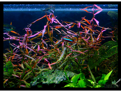 Persicаria Kawagoeanum