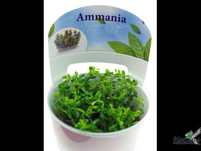 Аммания Бонсай (меристемная)