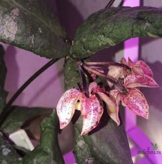 Hoya Undulata short leaves