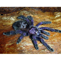 Avicularia purpurea