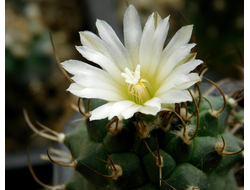 Turbinicarpus roseiflorus v. albiflorus - 5 семян