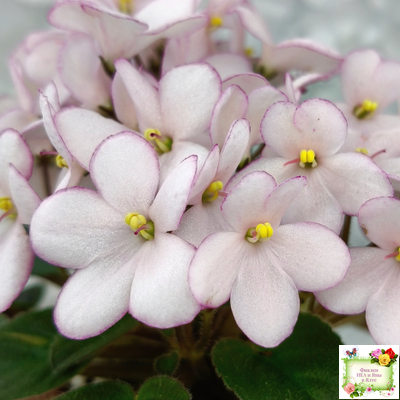 Н-Дюймовочка (Н. Бердникова)