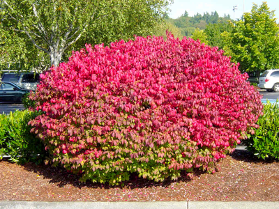 Бересклет крылатый Fire Ball