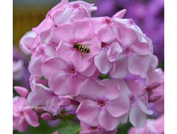 Флокс метельчатый  Елена (Helena)