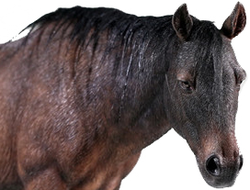 Монгольский конь (лошадь) - Коллекционная фигурка 1/6 Scale Ming Destiney Liaodong Mongol Cavalier Horse Animal Model Toy (KLG-M002) - Mr.Z