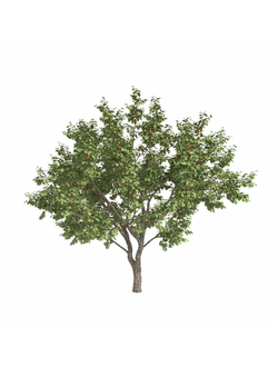 плодовые Абрикос обыкновенный