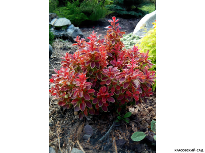 Барбарис тунберга Coronita