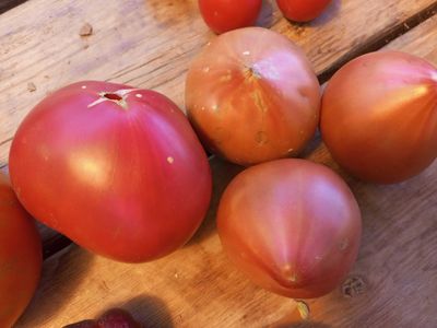 Томат Трюфельное сердце