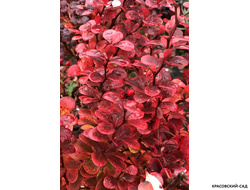 Барбарис Тунберга Ред Рокет фото цветов крупным планом красовский-сад.рф