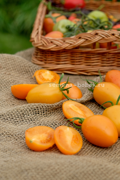 Томат Orange Roma (Оранжевый Римский), 10 шт