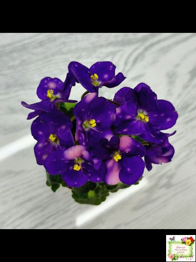 ВаТ-Горох на Десерт (Т. Валькова) 2020 г. (гёрл-листва)