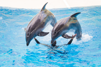 Дельфинарий в парке Ривьера