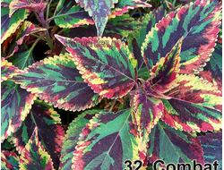 Колеус Combat