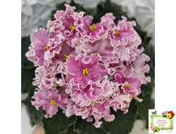 НД-Ливадия (Н. Данилова-Суворова) 2020 г.