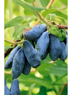 Жимолость  Принцесса Диана