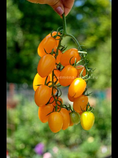 Томат  Datterini yellow (Даттерини Желтый), 10 шт