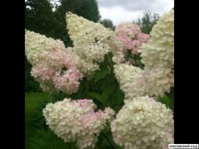 Гортензия Диамантино - Diamantino