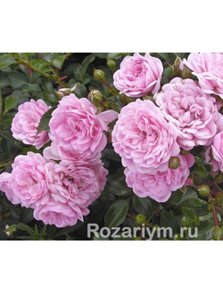 сорт Зе Фэйри The Fairy