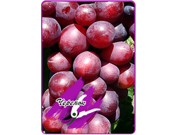 Памяти учителя (укоренённый черенок)