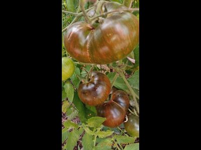 Томат Бифштекс Марши (Marsha's Starfighter Beefsteak)