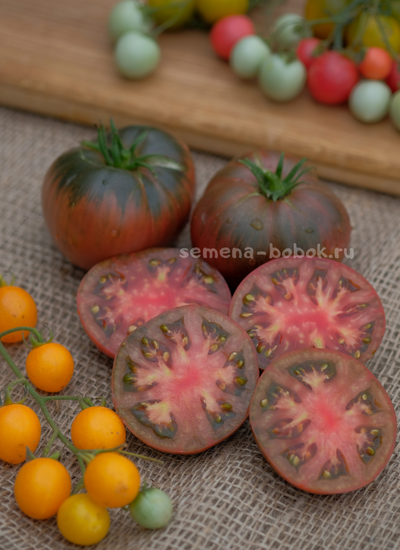 Томат Dwarf Pierce’s Pride (Гном Гордость Пирса), 10 шт