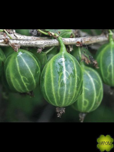 Крыжовник "УРАЛЬСКИЙ ИЗУМРУД" (ВЫНОСЛИВЫЙ, ОТЛИЧНОГО ВКУСА)