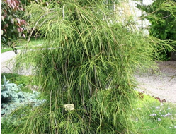 Туя западная Filiformis, C7