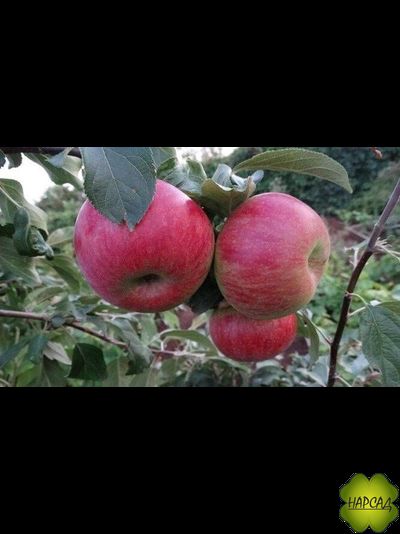 ЯБЛОНЯ ПРИРОДНЫЙ КАРЛИК "ПРИЗЕМЛЕННОЕ" (РАСТЕТ В ЛЮБЫХ УСЛОВИЯХ, ВКУСНЫЕ ПЛОДЫ)