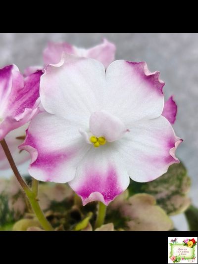 АВ-Птица Певчая (Фиалковод) 2022 г. (лист посажен 29.01.26)