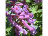 Corydalis solida "Eventide"