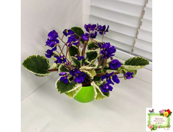 DS-Brian (Dimetris) 2014 г. (пестролистная бастл-листва)