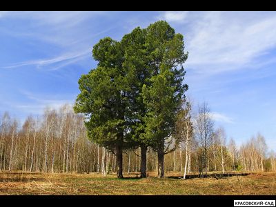Сосна Кедровая Сибирская 3 метра