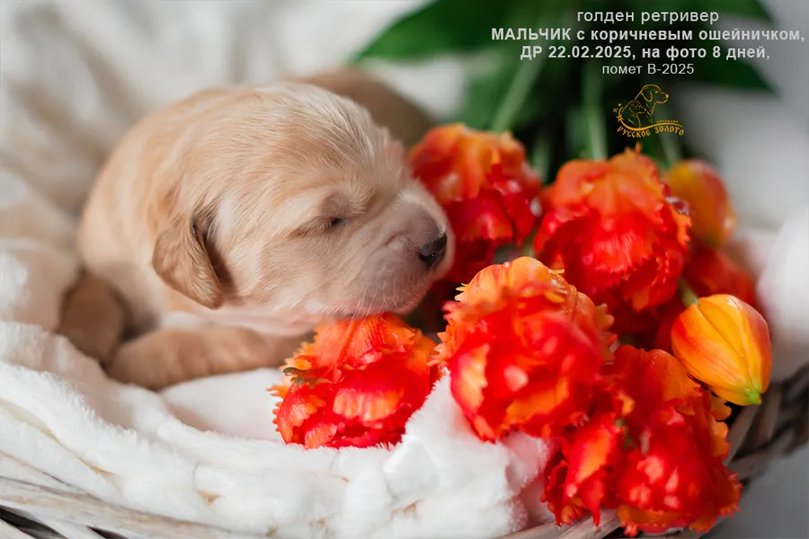 Мальчик с КОРИЧНЕВЫМ ошейничком, 8 дней
