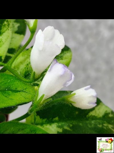 ГЕА-Я Подарю Вам Ландыши химера по листу трейлер