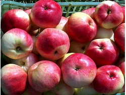 Студенческое (яблоня)