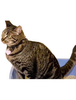 КАТЕТЕРИЗАЦИЯ МОЧЕВОГО ПУЗЫРЯ