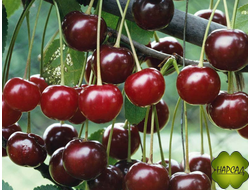 ВИШНЯ "ВОЛОЧАЕВКА" (НЕ БОЛЕЕТ, самоплодная) саженец 1 год