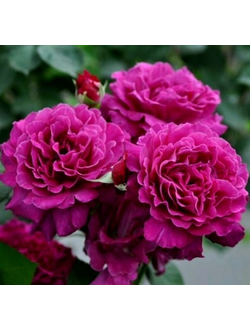 Вагулетта (Vaguelette)