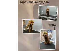 Карликовый пудель ЗЕВА