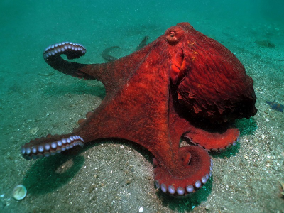 Владивосток - святыни и отдых на море