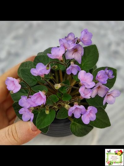 Frosted Fantasy спорт трейлер